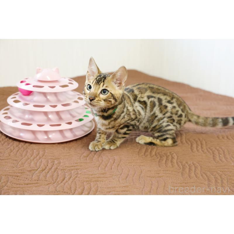 成約済の大阪府のベンガル-124883の4枚目